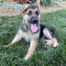 German Shepherd Dog Puppy Zack