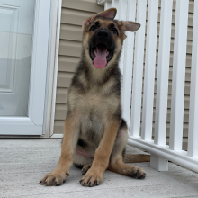 German Shepherd Dog Puppy Zack