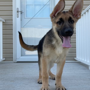 German Shepherd Dog Puppy Zack