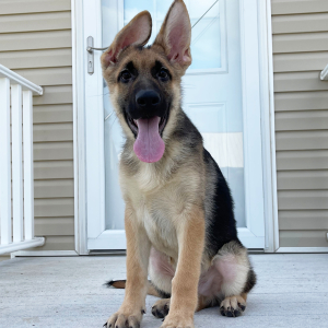 German Shepherd Dog Puppy Zack