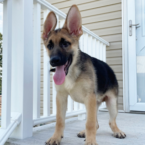 German Shepherd Dog Puppy Zack
