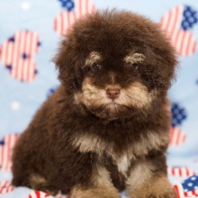 Poodle Puppy Racheal