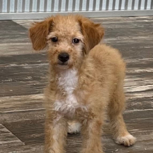 Aussiedoodle Puppy Iris