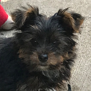 Yorkshire Terrier Puppy Rusty