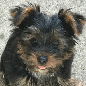 Yorkshire Terrier Puppy Rusty