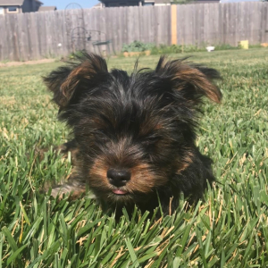 Yorkshire Terrier Puppy Rusty