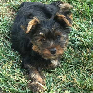 Yorkshire Terrier Puppy Rusty