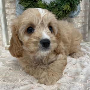 Cavapoo Puppy Tawnie