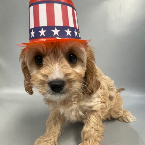 Cavapoo Puppy Tawnie