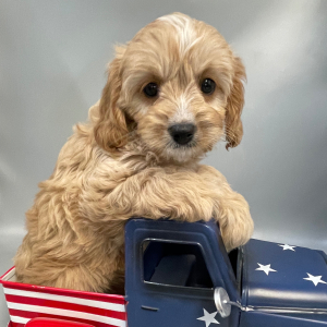 Cavapoo Puppy Tawnie