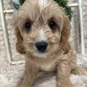 Cavapoo Puppy Tawnie