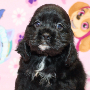 Cocker Spaniel Puppy Sunday