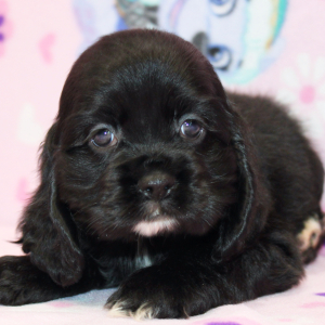 Cocker Spaniel Puppy Sunday