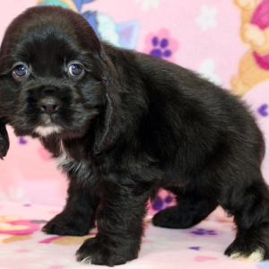 Cocker Spaniel Puppy Sunday