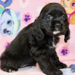 Cocker Spaniel Puppy Sunday