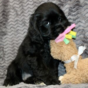 Cocker Spaniel Puppy Sunday
