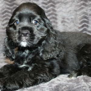 Cocker Spaniel Puppy Sunday