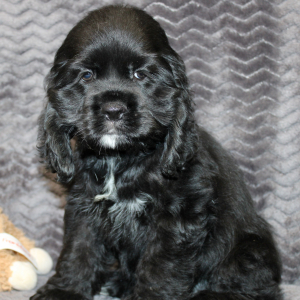 Cocker Spaniel Puppy Sunday