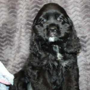 Cocker Spaniel Puppy Sunday