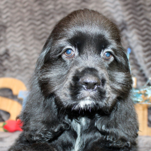 Cocker Spaniel Puppy Sunday