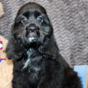Cocker Spaniel Puppy Sunday