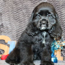 Cocker Spaniel Puppy Sunday