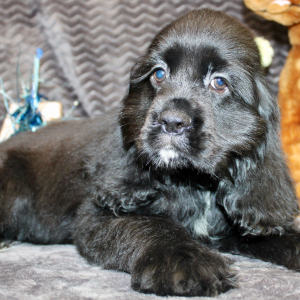 Cocker Spaniel Puppy Sunday