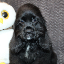 Cocker Spaniel Puppy Sunday