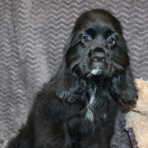 Cocker Spaniel Puppy Sunday