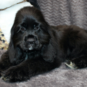 Cocker Spaniel Puppy Sunday