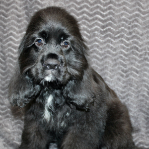 Cocker Spaniel Puppy Sunday