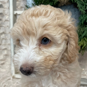 Goldendoodle Puppy Annie