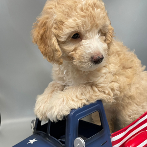 Goldendoodle Puppy Annie