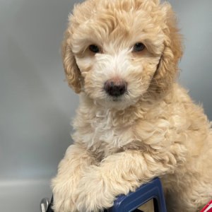 Goldendoodle Puppy Annie