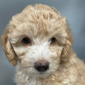 Goldendoodle Puppy Annie