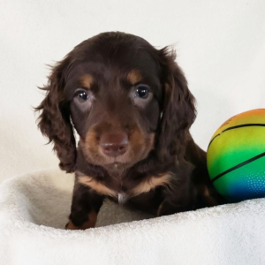 Dachshund Puppy Brownie