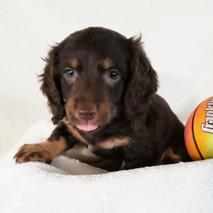 Dachshund Puppy Brownie