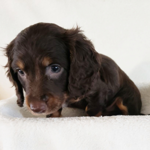 Dachshund Puppy Brownie
