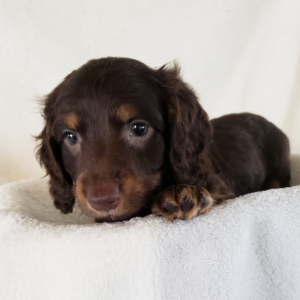 Dachshund Puppy Brownie