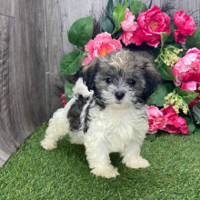 Havanese Puppy Lady