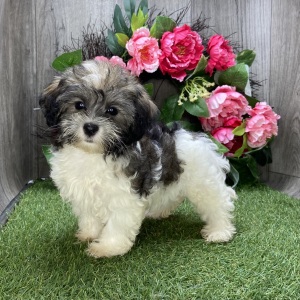 Havanese Puppy Lady
