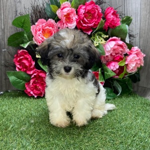 Havanese Puppy Lady