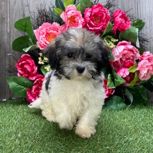 Havanese Puppy Lady