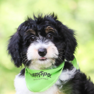 Aussiedoodle Puppy Sami