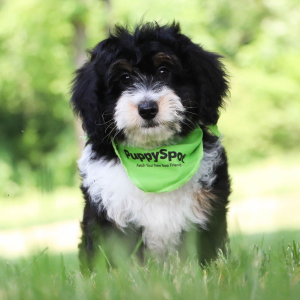 Aussiedoodle Puppy Sami
