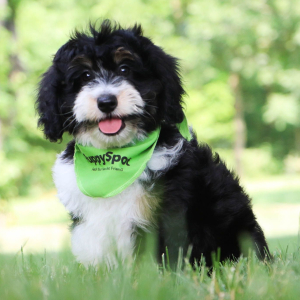 Aussiedoodle Puppy Sami