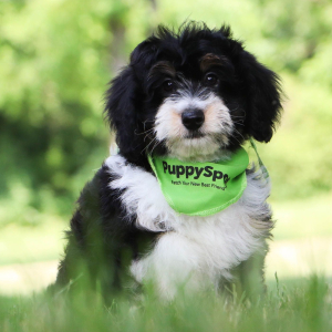 Aussiedoodle Puppy Sami