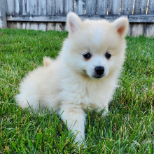 Pomsky Puppy Eddie