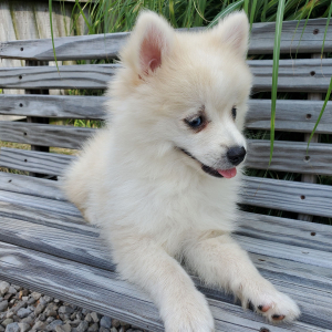 Pomsky Puppy Eddie