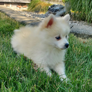 Pomsky Puppy Eddie